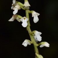 Schoenorchis tortifolia (Jayaw.) Garay